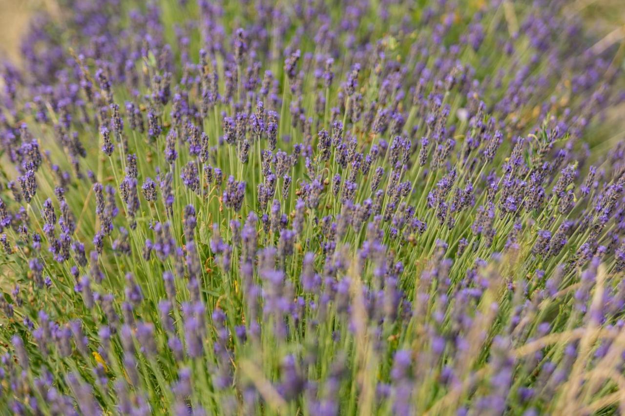 Agriturismo La Valle Della Lavanda - Podere Mezzastrada Fauglia Exteriör bild